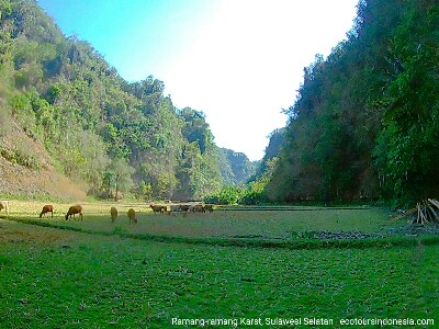 kawasan wisata karst di Ramang-ramang, kabupaten Maros, Sulawesi Selatan