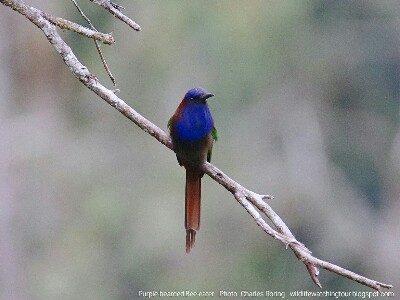 birding in Lore Lindu Purple-bearded Bee-eater, an endemic bird from Sulawesi island.