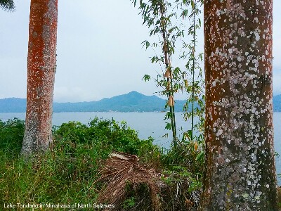wildlife watching and sightseeing tour in Minahasa. Lake Tondano in North Sulawesi of Minahasa