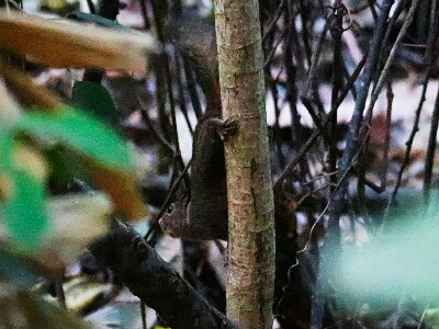 birding in minahasa squirrel in Kotamobagu regency