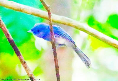 Pale Blue Monarch in Tambun forest of North Sulawesi