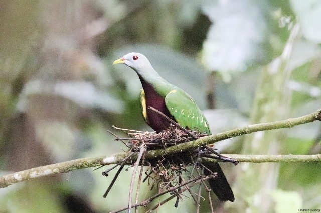 Wompoo Fruit Dove (Ptilinopus magnificus)