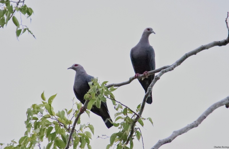 Burung Kumkum Papua Pinon Imperial Pigeon di hutan Lembah Klasow Kabupaten Sorong, Provinsi Papua Barat, Indonesia