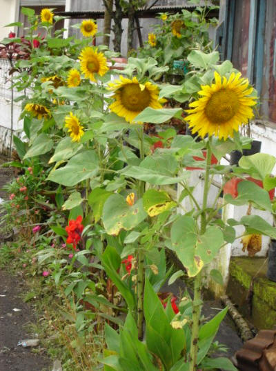 Sunflowers that were growing along the roadside of Tomohon town in the province of North Sulawesi, the Republic of Indonesia. Sunflower at a roadside in tomohon town of North Sulawesi province - Indonesia
