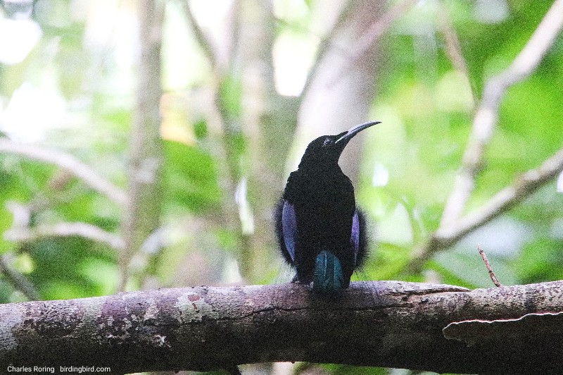 birding Malagufuk village of Sorong regency Magnificent Riflebird in Klasow valley of Sorong regency