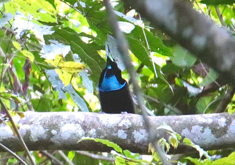 Magnificent Riflebird in Susnguakti forest of Manokwari