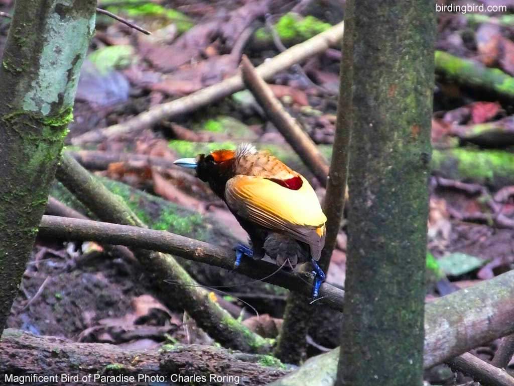 birding in Manokwari Male Magnificent Bird of Paradise