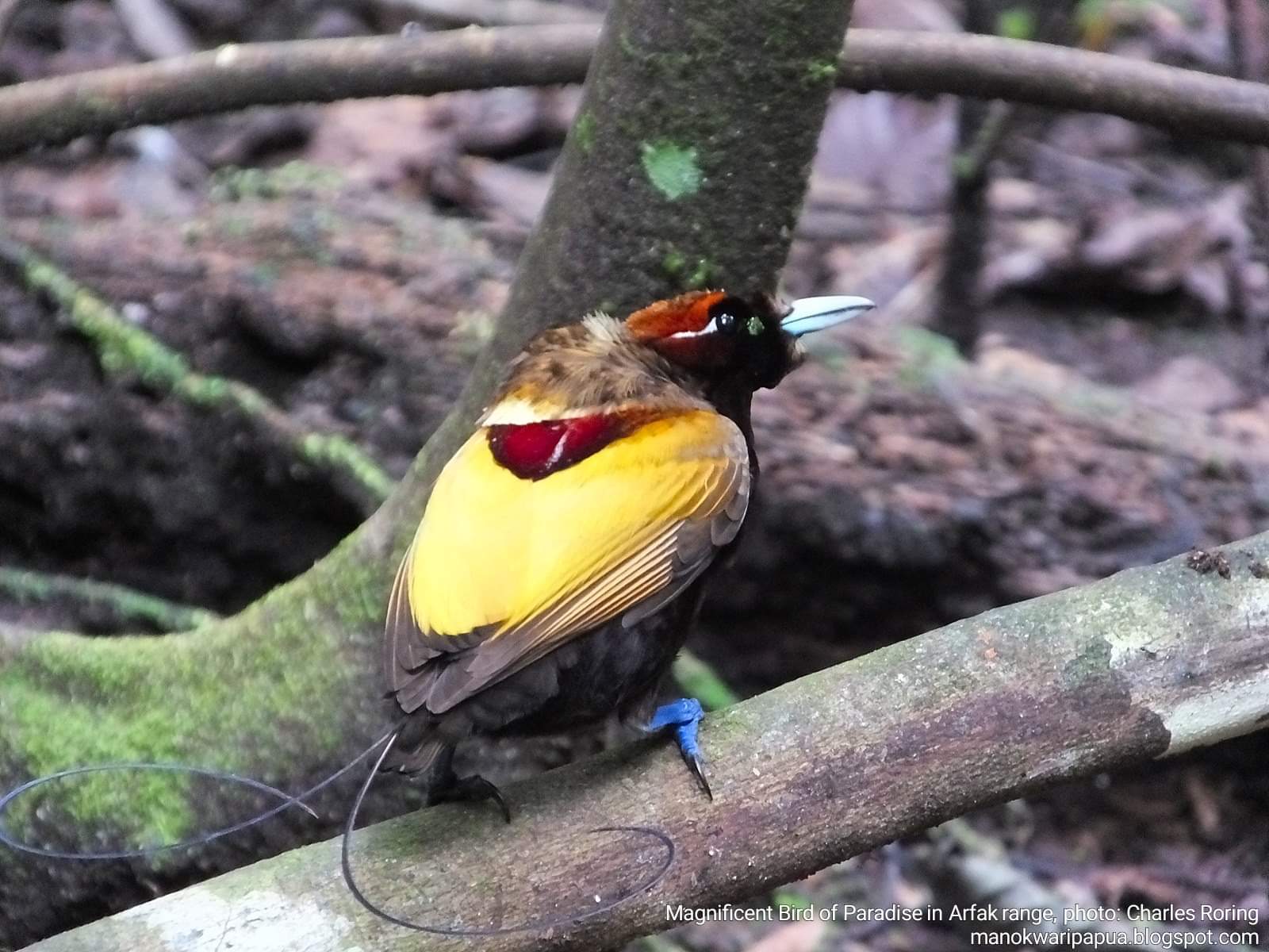 Birdwatching in Arfak mountains