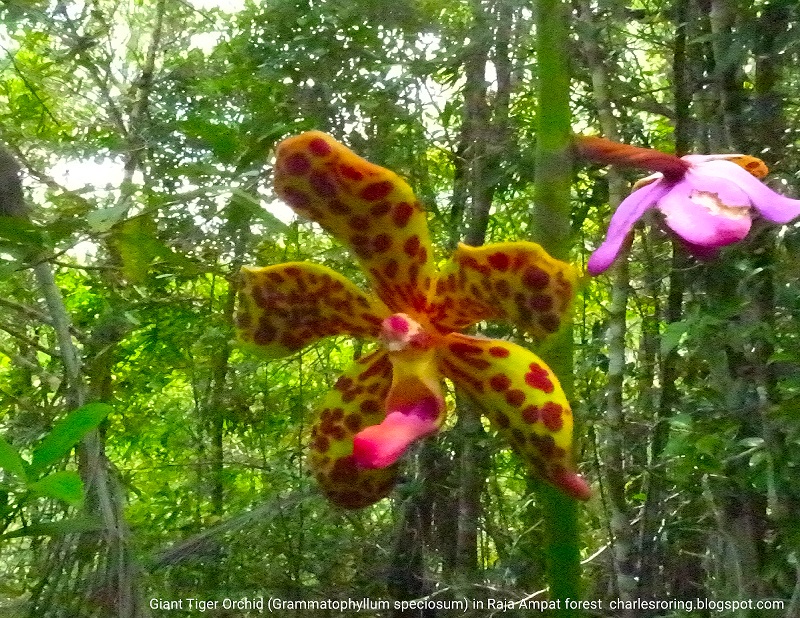 orchid in raja ampat Rainforest flower in Waigeo