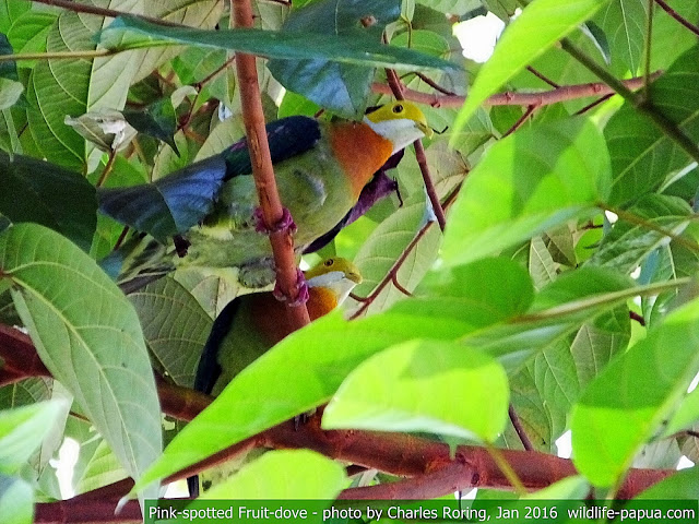 birding in Malagufuk of Klasow valley in West Papua pink-spotted fruit dove