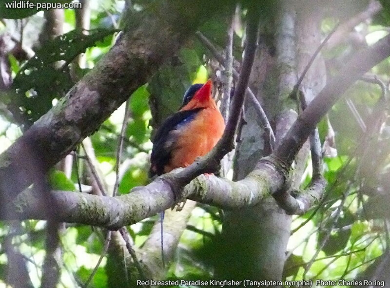 birding in Malagufuk village Red-breasted Paradise Kingfisher of Klasow valley - Cekakak Pita Bidadari