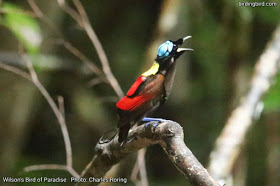 birding in west papua Wilson's Bird of Paradise from Waigeo island of Raja Ampat