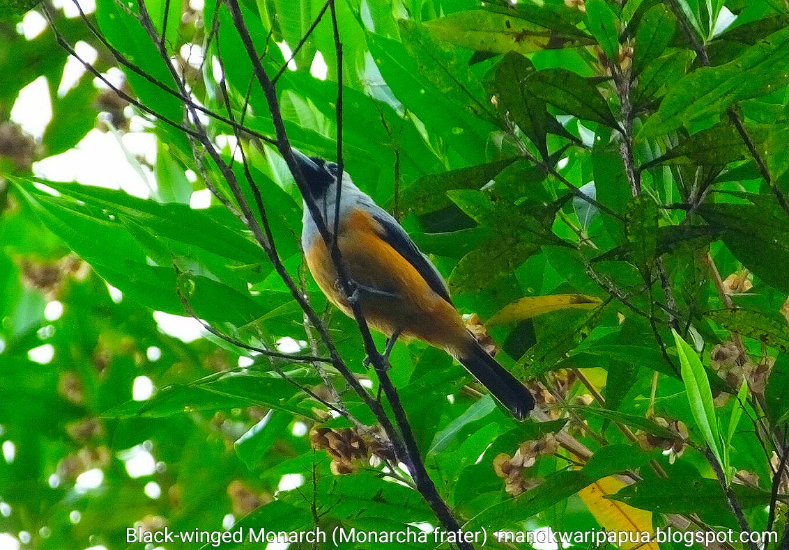 tropical birding in Arfak mountains Black-winged Monarch (Monarcha frater)