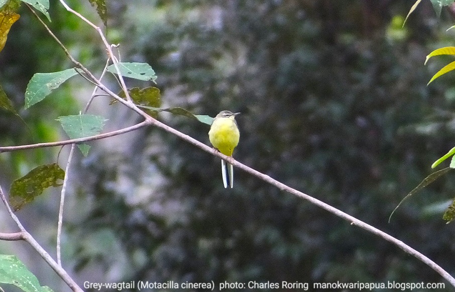 tropical birding tour in Manokwari Grey Wagtail (Motacilla cinerea)