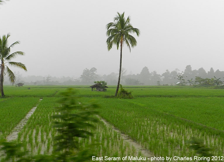 Sawah di Pulau Serag Maluku