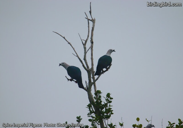 Burung Pergam Rempah