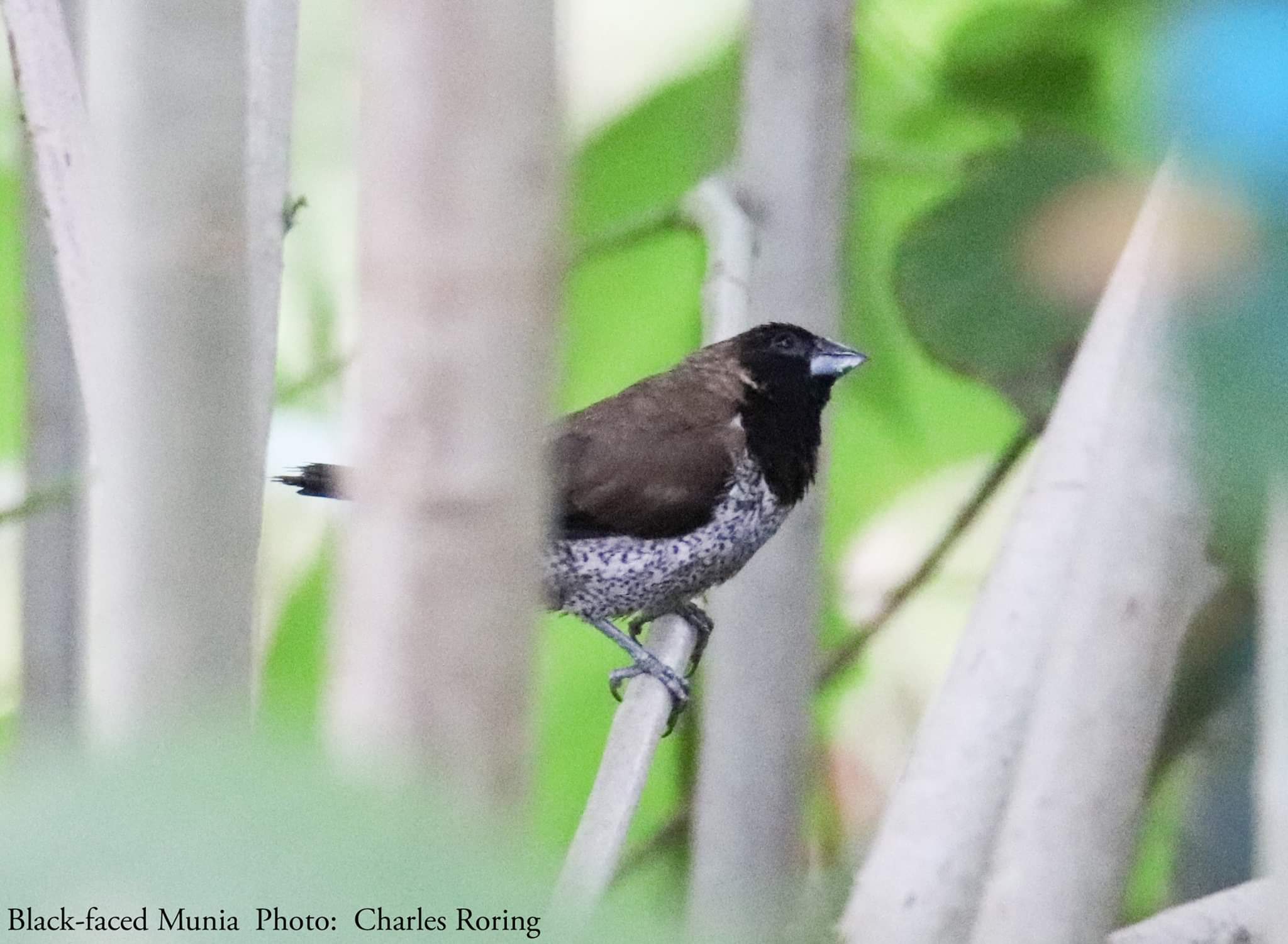 Birdwatching in North Sulawesi of Indonesia Black-faced Munia
