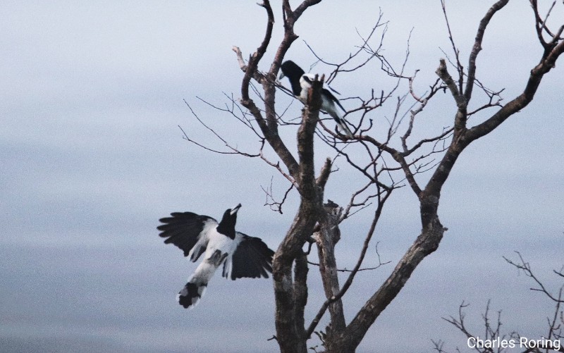 wisata pengamatan burung Hooded Butcherbird