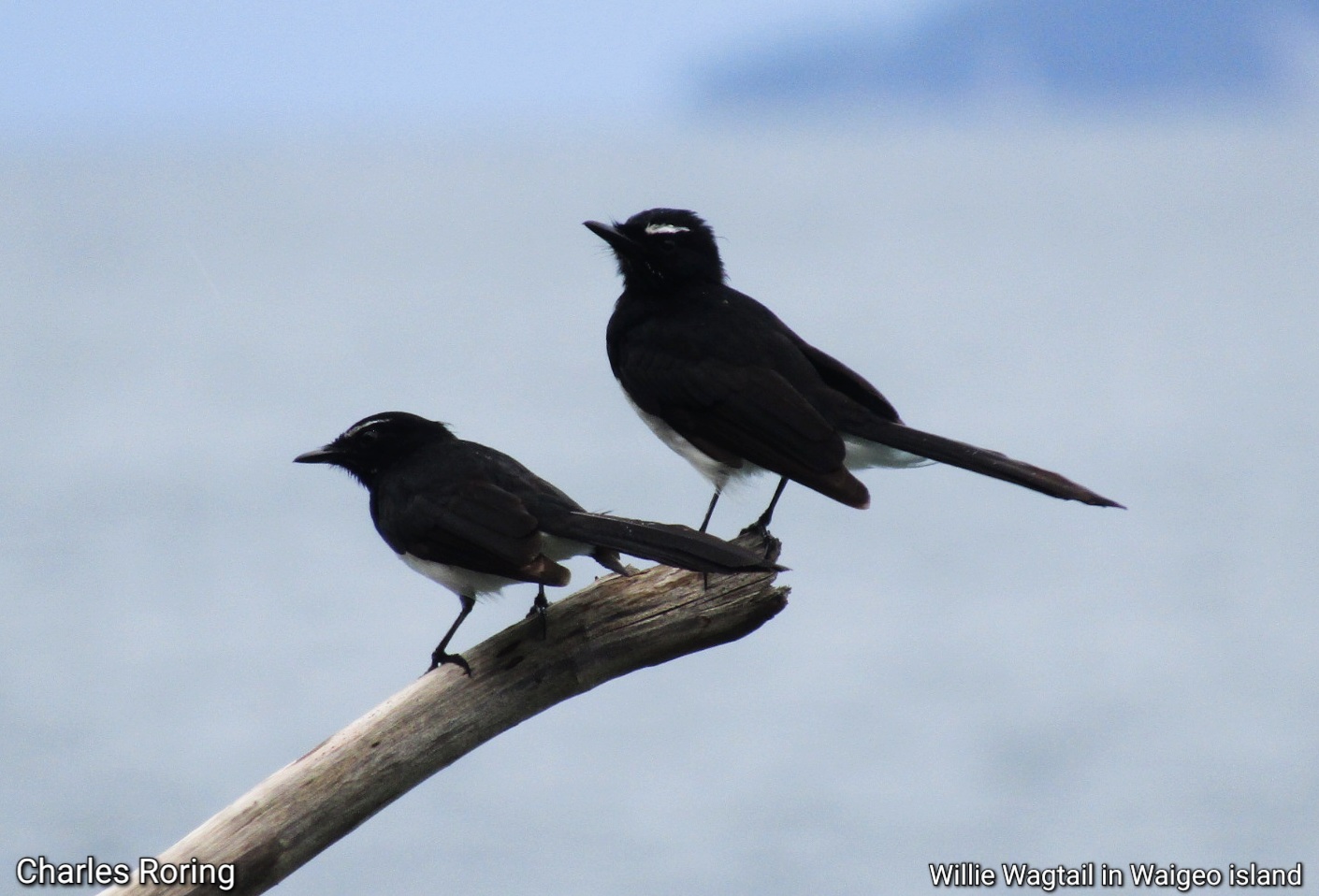 Burung Baikole atau Burung Kipasan Kebun Burung Baikole / Willie Wagtail