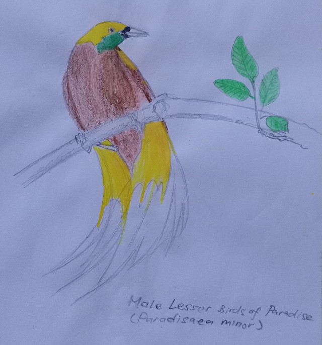 Paradise Bird Art Colored pencil sketch of a male Lesser Birds of Paradise (Paradisaea minor)