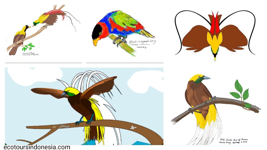 digital art drawing digital drawing of birds from rainforest of West Papua