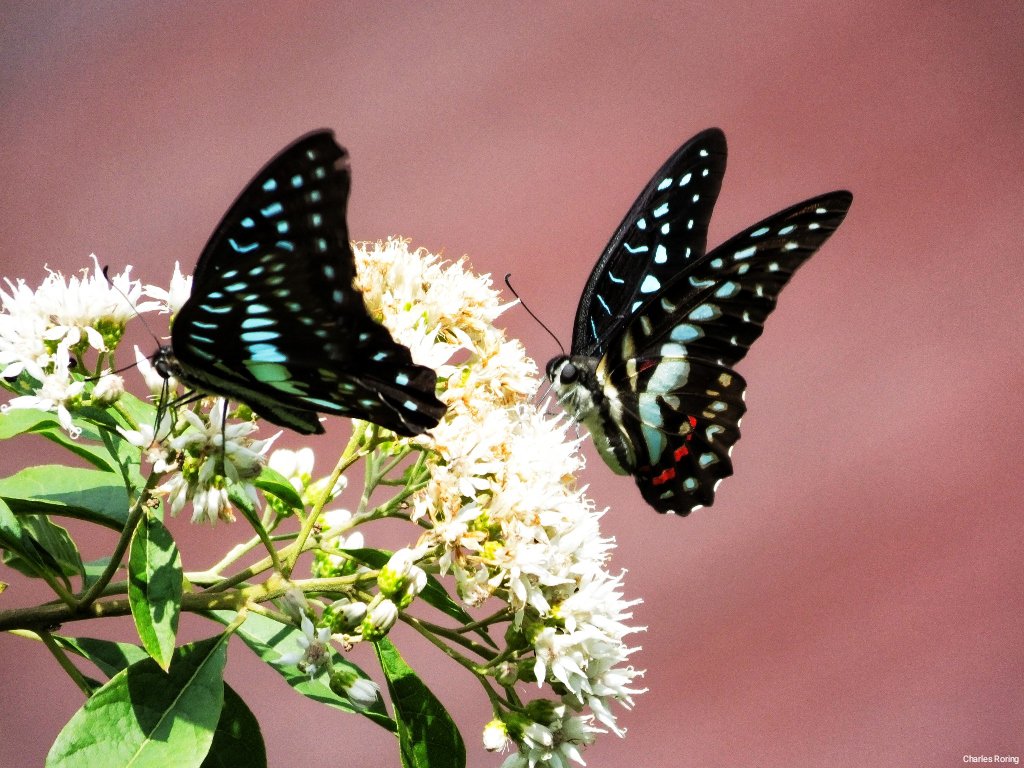 butterfly watching in Indonesia Meyer's Jay butterfly (Graphium meyeri