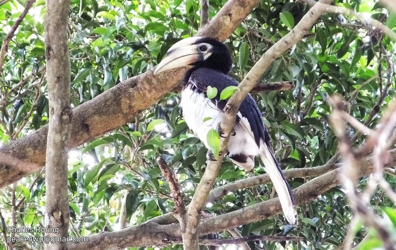 Oriental-pied Hornbill (Anthracoceros albirostris)