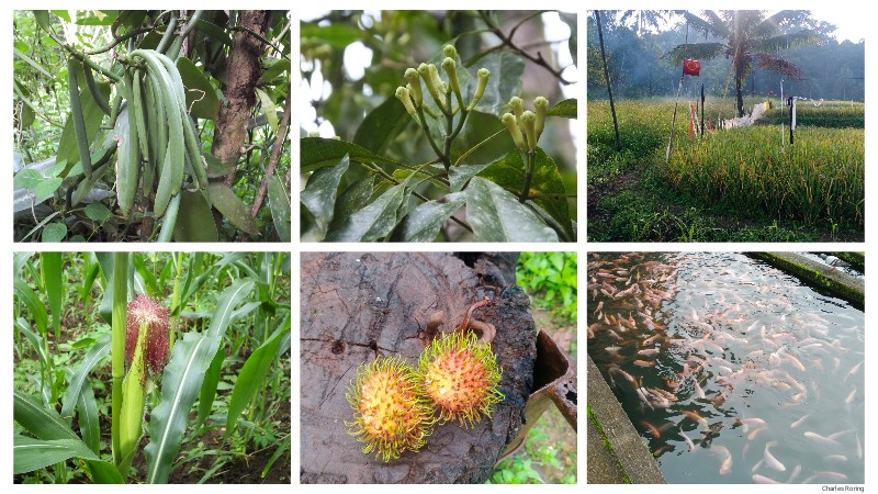 = Minahasa is an important agricultural center in eastern region of Indonesia