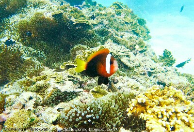 anemonefish Red and Black Anemonefish (Amphiprion melanopus
