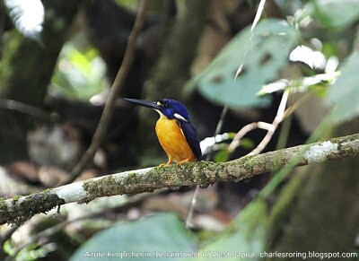 Birding in Malagufuk of Sorong regency, West Papua Azure Kingfisher in Klasow Valley