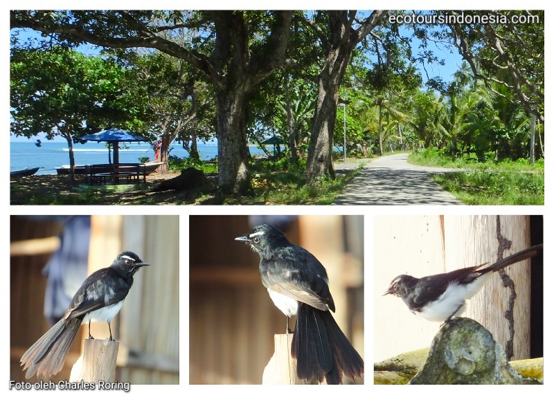 willie wagtail atau burung kipasan kebun Burung Baikole (Rhipidura leucophrys) dan habitatnya di pesisir pantai.