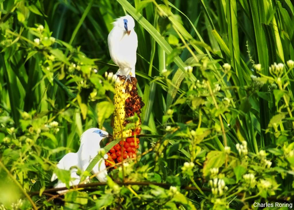 bali myna endemic bird in bali