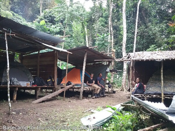 Basecamp for tourists who want to watch paradise birds and wild animals in Susnguakti forest of Manokwari.