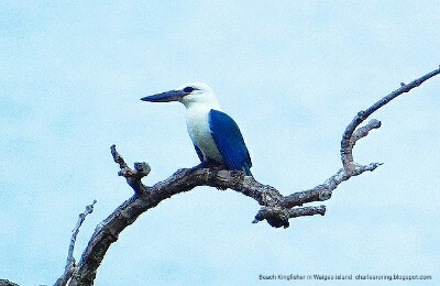Birding in Raja Ampat beach kingfisher in Waigeo island of Raja Ampat