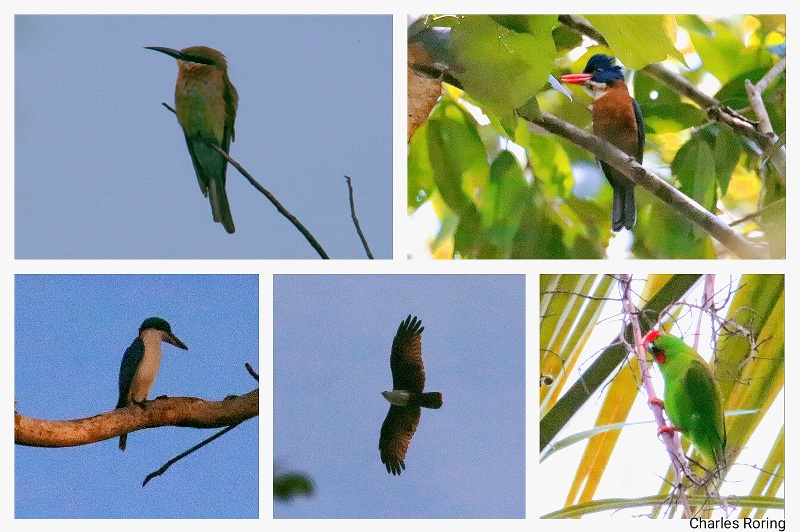 birdwatching photography tour in North Sulawesi