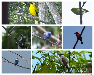 Birding in North Sulawesi birdwatching photography tour in North Sulawesi