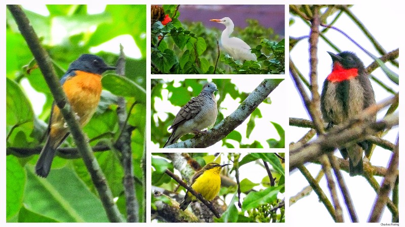 birds of Minahasa