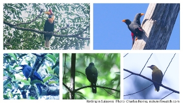 Knobbed Hornbill, Grossbeak Myna, Cerulean Cuckooshrike, Spot-tailed Goshawk, Black-naped Oriole.