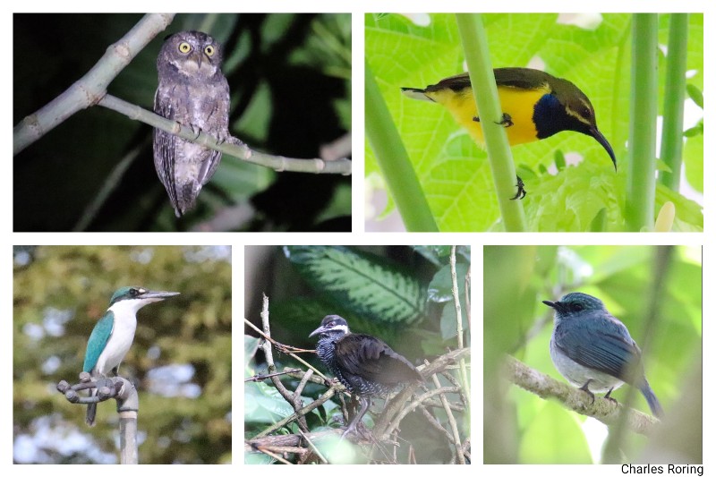 birds of Minahasa