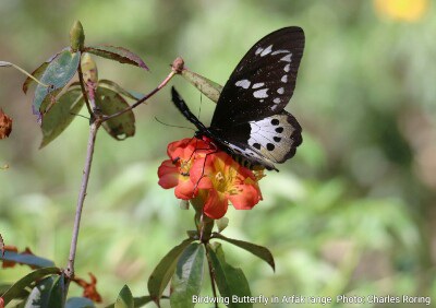 Birdwing Butterfly Ornithoptera tithonus was collecting nectar from Rhododendron zoelleri.