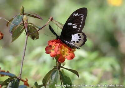 birdwing butterfly of West Papua