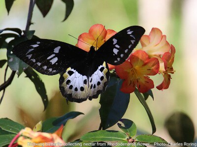 Ornithoptera birdwing butterfly of West Papua