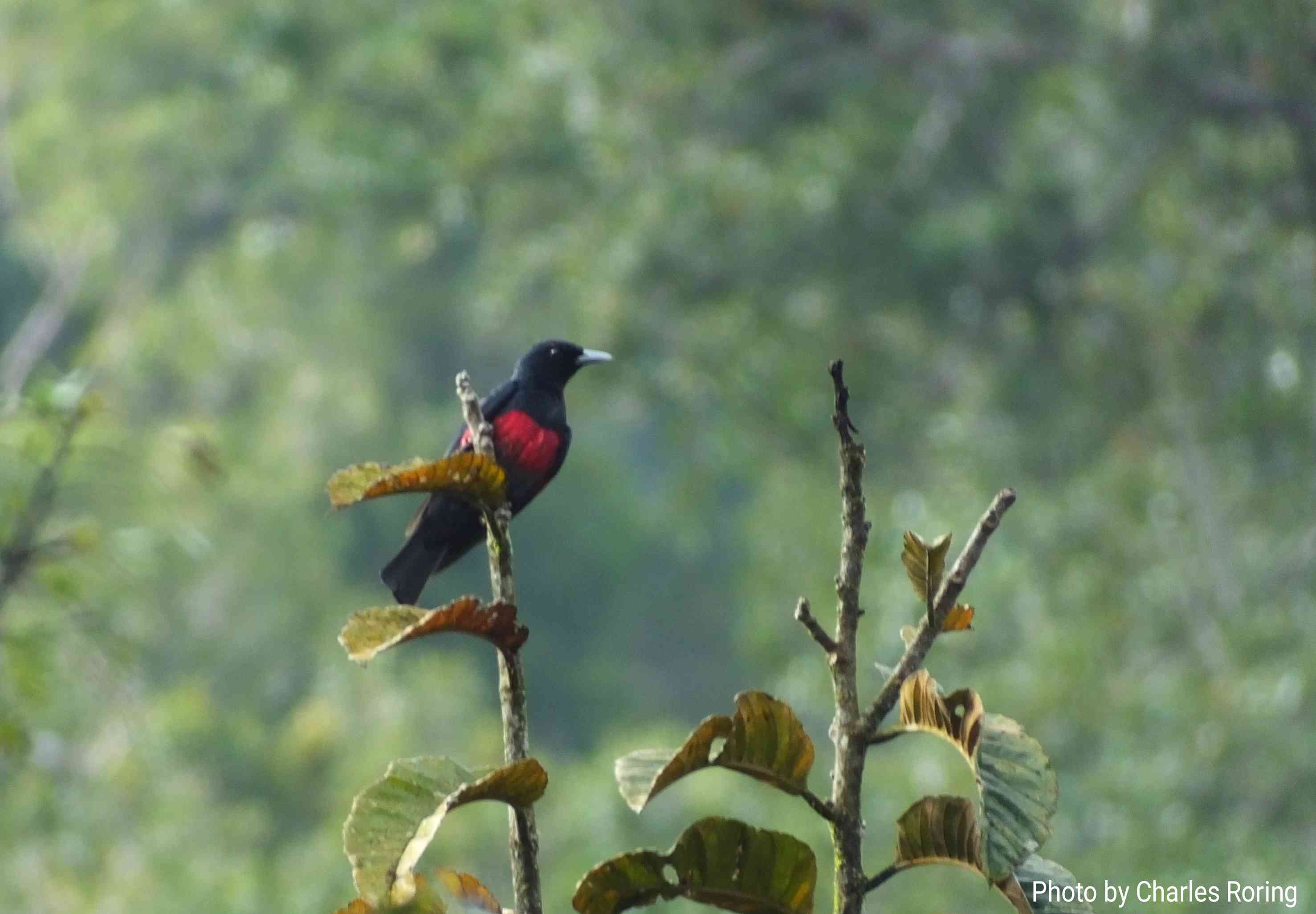 birdwatching in sumatra black and crimson oriole