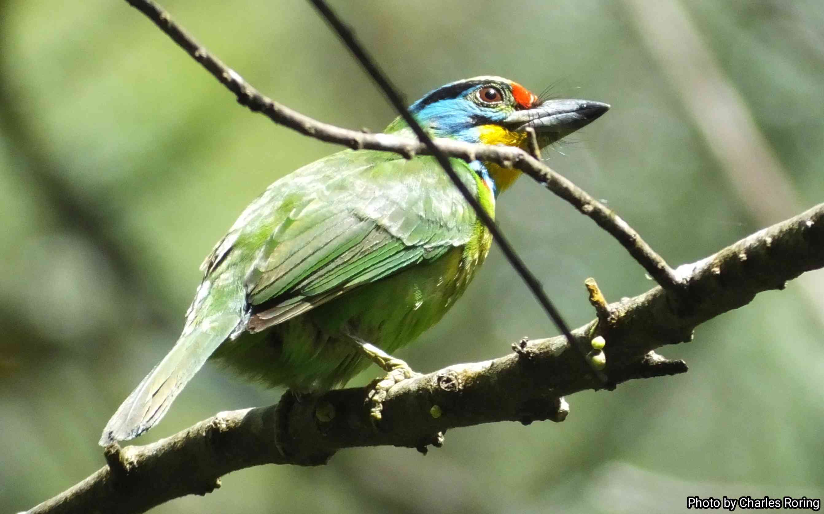 birdwatching-in-kersik-tuo-village Black-browed Barbet
