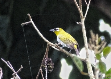 birding indonesia white-eye bird in Sulawesi