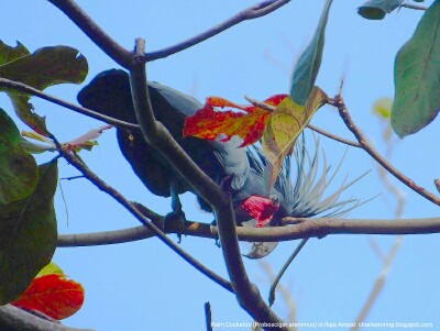 Black Palm Cockatoo from Waigeo island of Raja Ampat archipelago
