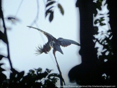 Black Palm Cockatoo from Klasow Valley in Sorong regency