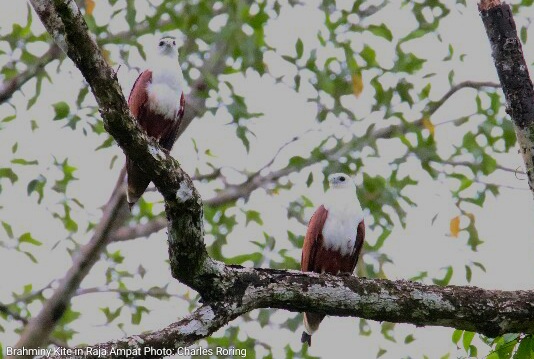 brahminy kite