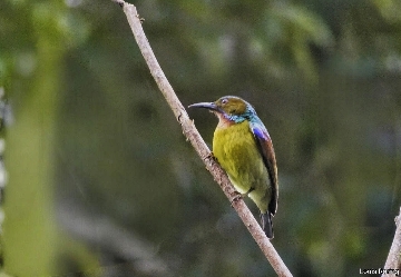 Brown-throated Sunbird(Anthreptes malacensis)