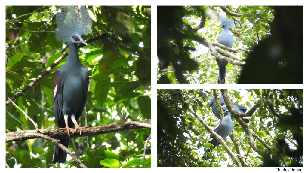 burung papua mambruk